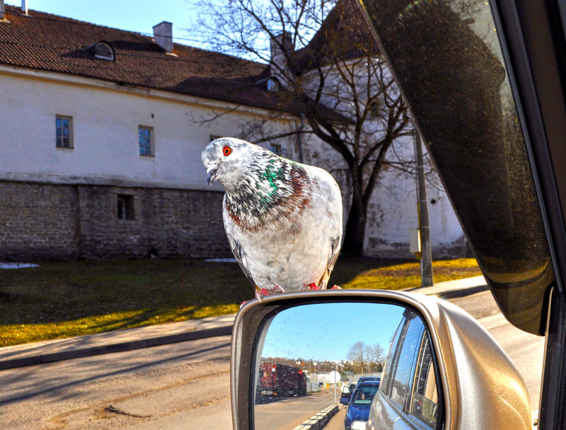 Голубь сел на карниз