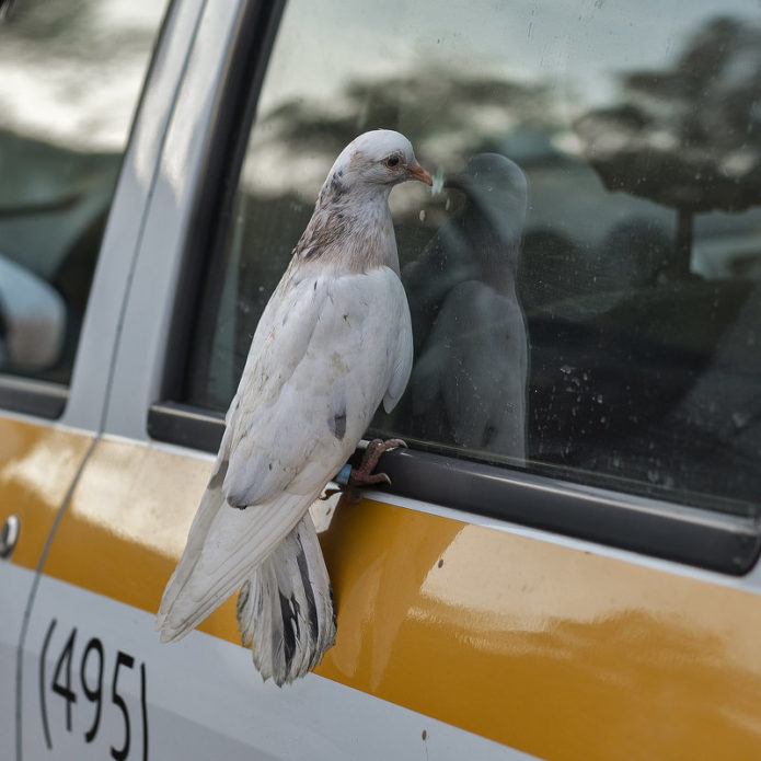 Белый голубь на поверхности такси